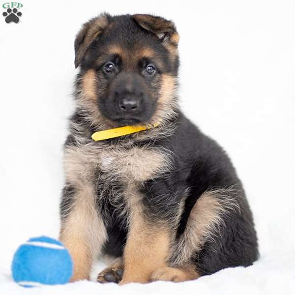 Jason, German Shepherd Puppy